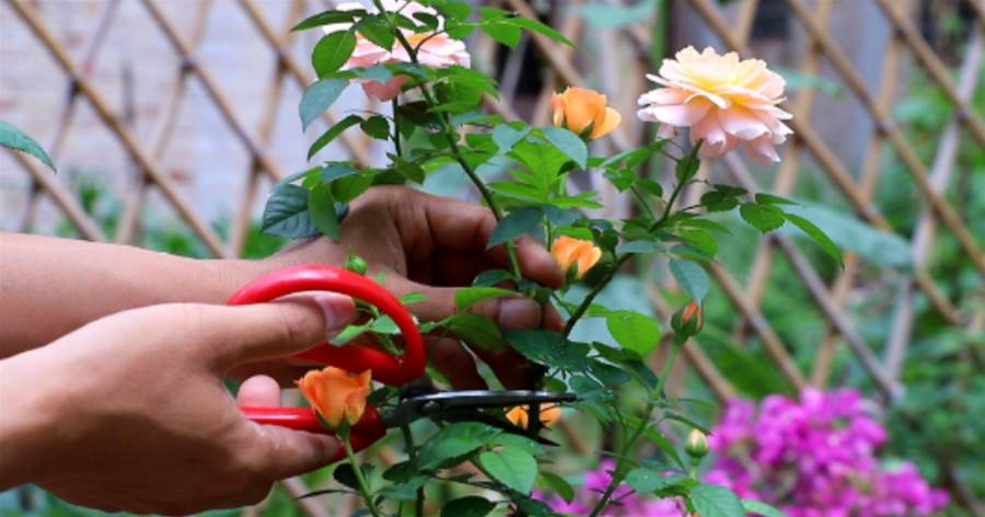 「月季花開的永恆密碼:園丁私藏的十二個月養護心法」