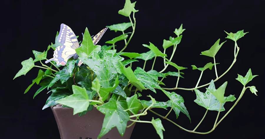常春藤種植指南:打造優雅攀緣綠意
