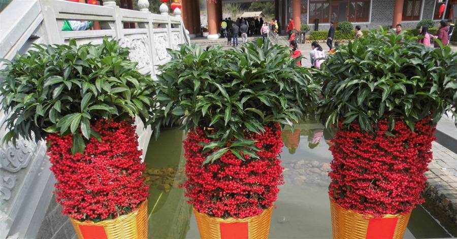 富貴籽養護指南：打造紅果累累的吉祥植物