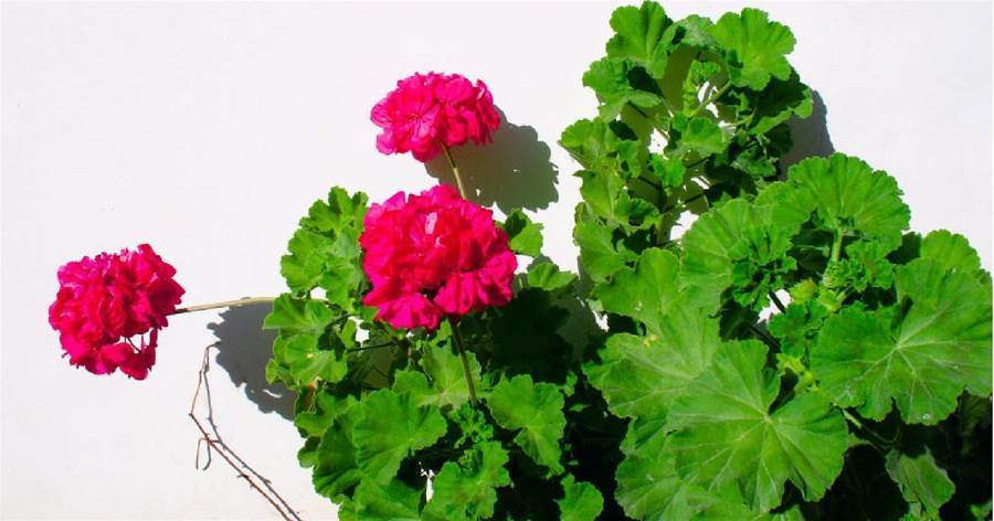 「天竺葵的四季絮語:從葉脈到花球的芬芳指南」