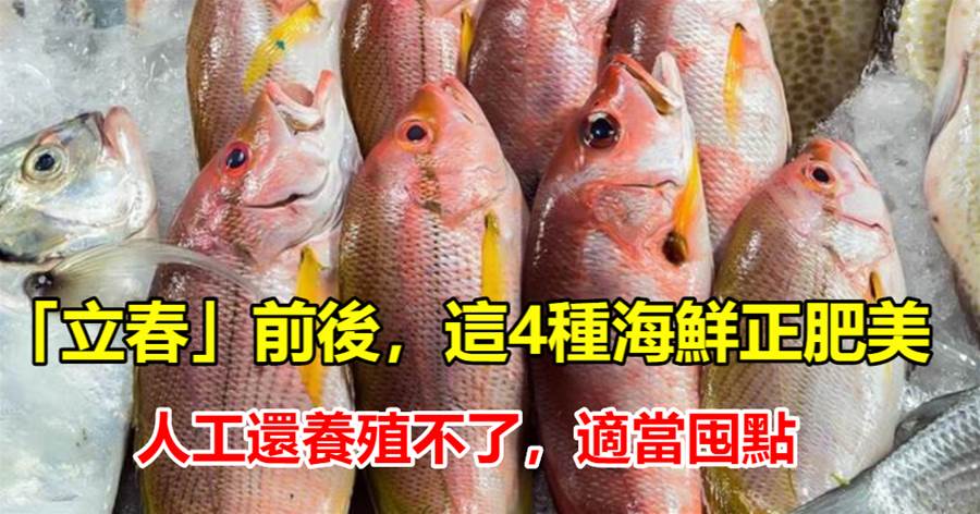 「立春」前后，這4種海鮮正肥美，人工還養殖不了，適當囤點，正好給「年夜飯」添點鮮