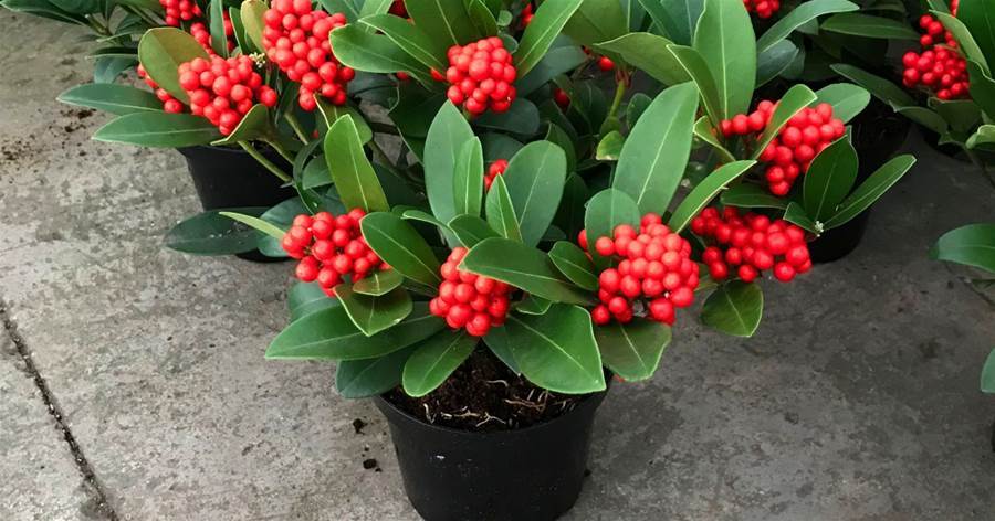 【玉粒紅完全養護指南】打造紅寶石般璀璨多肉的5大關鍵技巧