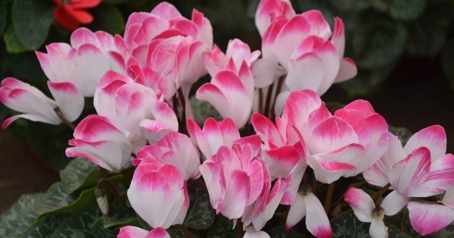 「仙履奇緣的綠舞會！仙客來栽培全指南：讓你的花園綻放胡蝶翅膀」